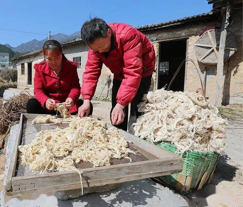 桑皮纸制作技艺